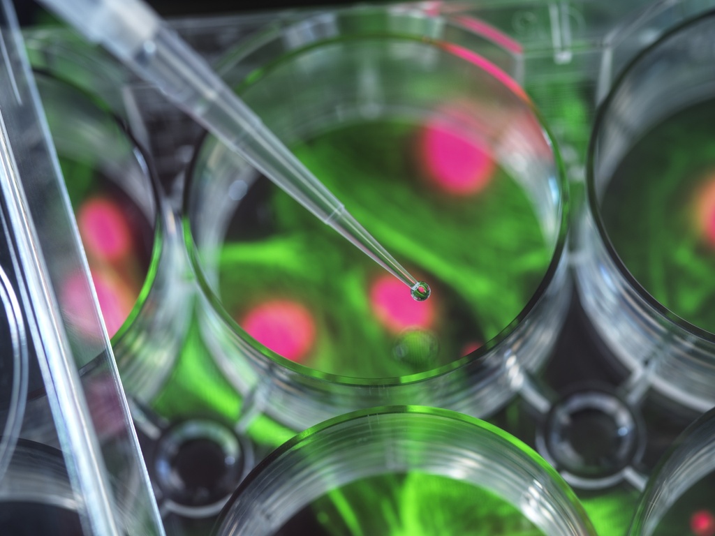 Fluorescent Glucagon-like Peptide-2 Internalization Assay Cell Line