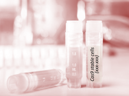 Cas9 Stable Cell Line (Bewo)